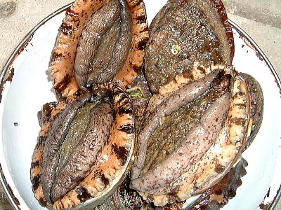 夏の貝といえばアワビ