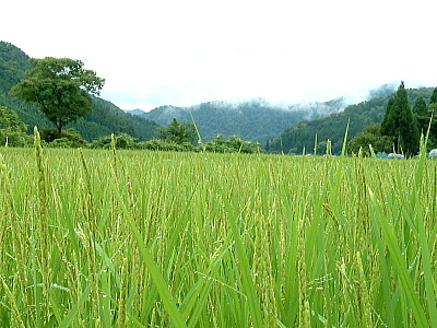 若い稲穂の水田はみずみずしい