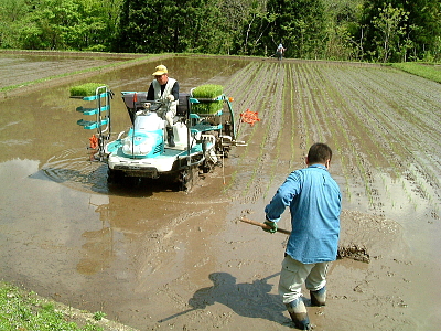 田植え作業の様子