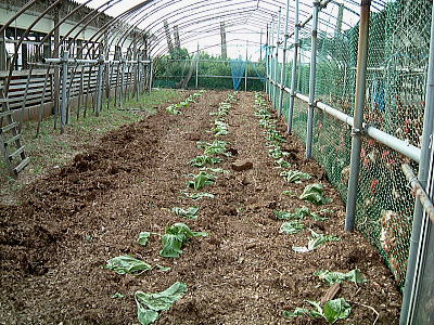 若鶏たちへ野菜のプレゼント