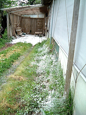 鳥インフルエンザ対策の消毒