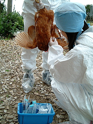 鳥インフルエンザウイルスの抗体検査の様子