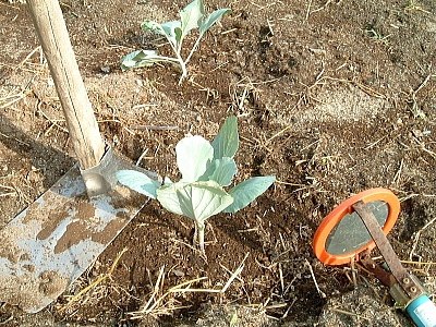 鶏用に植えたキャベツの苗