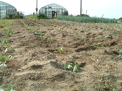 鶏用に植えた畑の様子全景