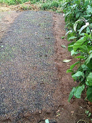 鶏舎の周りに残る獣の足跡