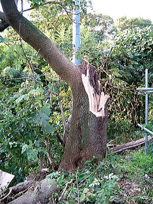 台風18号の爪跡