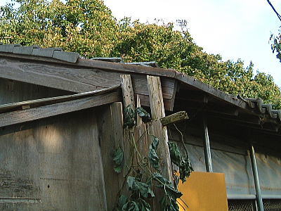 桐の木がぶつかり壊れた屋根
