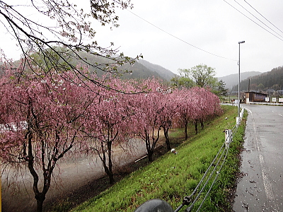 雨に映える枝垂桜