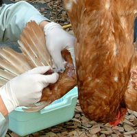 鶏の検査