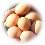 放し飼い鶏の卵